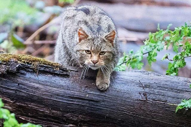 Streng geschützte Wildkatze verbreitet sich in Baden-Württemberg weiter