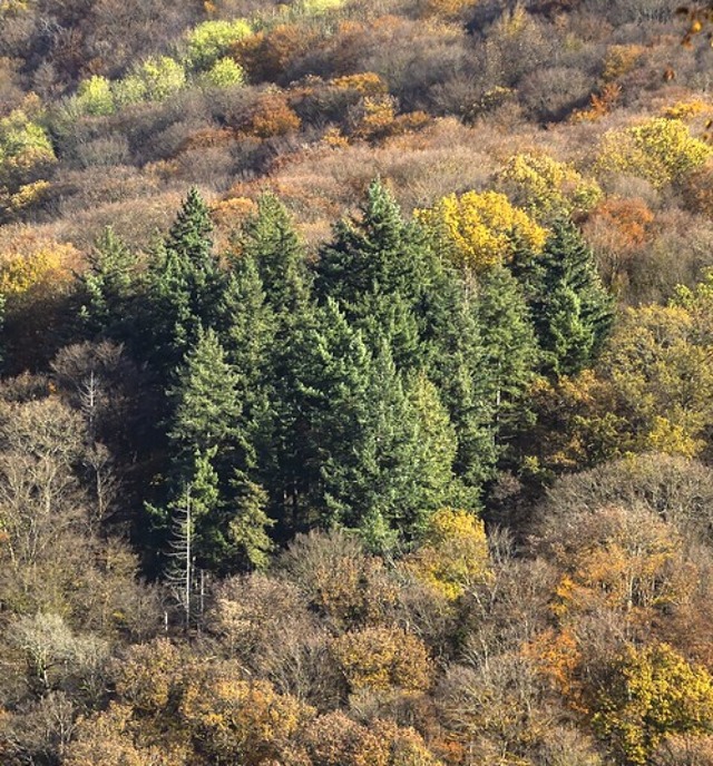 Blick auf ein Waldgebiet  | Foto: Sascha Lotz (dpa)