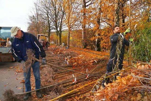 Bürger pflanzen in Schallbach 121 Bäume