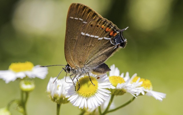 Der Kleine Schlehen-Zipfelfalter mag  trockene und  warme Standorte.  | Foto: W. AGAMI (imago)