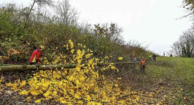 Profis fllen Bume, die Jugendlichen schleppen das Holz und das Gestruch.   | Foto: Endrik Baublies