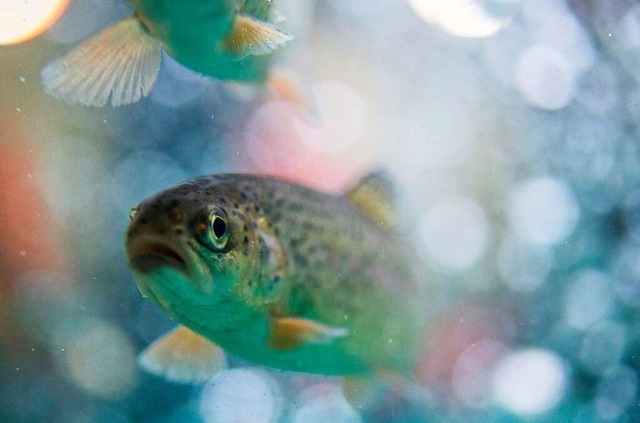 Rund 50 Regenbogen- und zwei Goldforellen wurden entwendet (Symbolfoto).  | Foto: Bernd Thissen