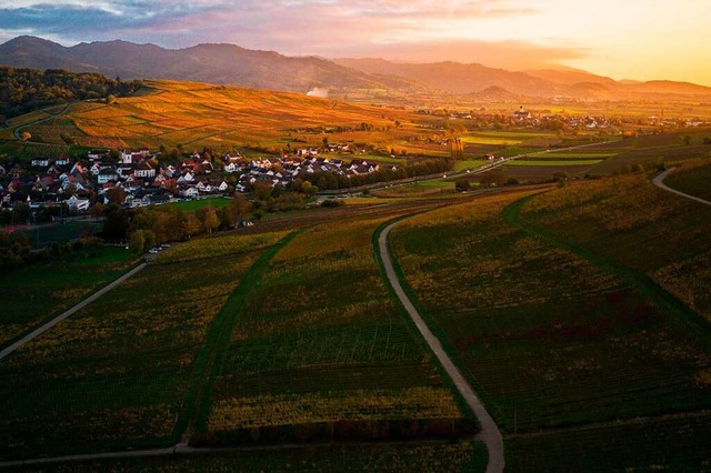 Ein schner Anblick: die Reben bei Pfaffenweiler von oben.  | Foto: Timo Drr