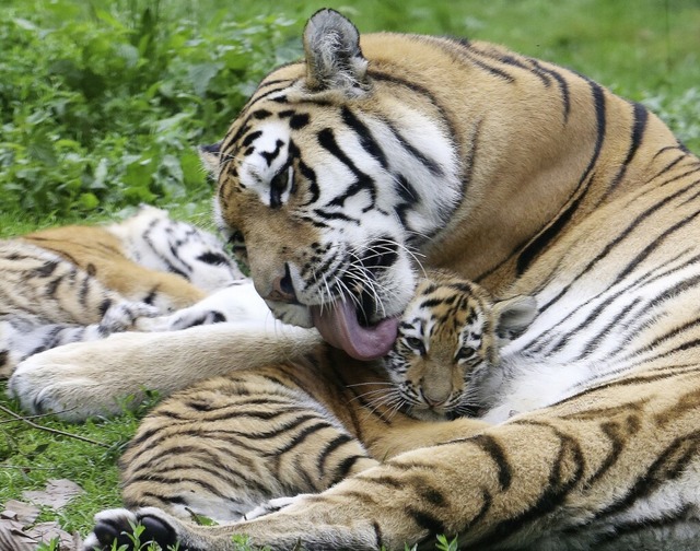 Eine Tigermutter bringt zwei bis fnf Babys zur Welt.  | Foto: Roland Weihrauch (dpa)
