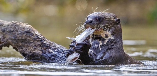 Riesenotter fressen gerne Fische, Krebse und kleine Kaimane.  | Foto: Photocech
