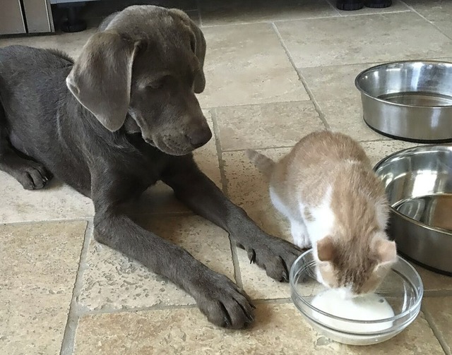 Der Hund von Lina Jrgens und ihrer Fa...chtet Selma eine Babykatze ganz genau.  | Foto: Lina Jrgens