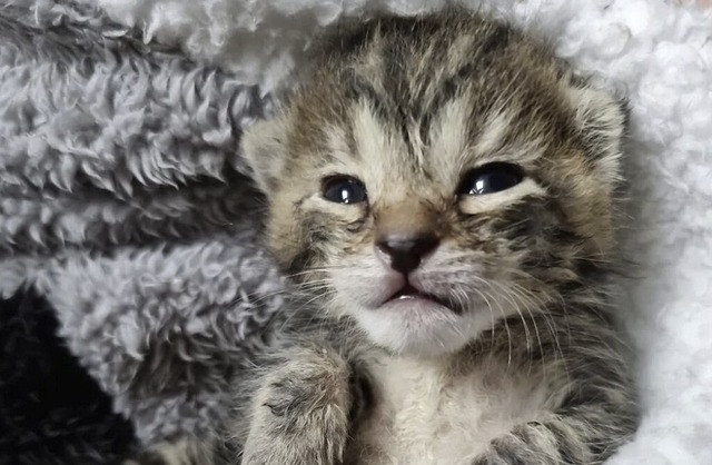 Das kleine Ktzchen Fussel wurde von einer Familie aufgenommen.  | Foto: privat