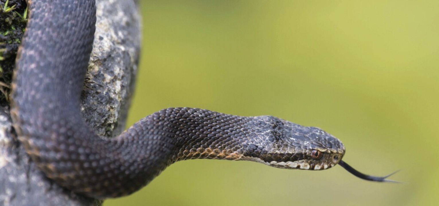Die Kreuzotter ist eine Giftschlange, ... wenn sie keine Fluchtmöglichkeit hat.  | Foto: imageBROKER/Christoph Bosch (imago)