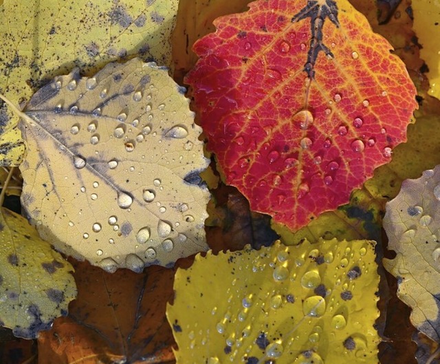Typisch Herbst: Bunte Bltter  | Foto: Patrick Pleul (dpa)