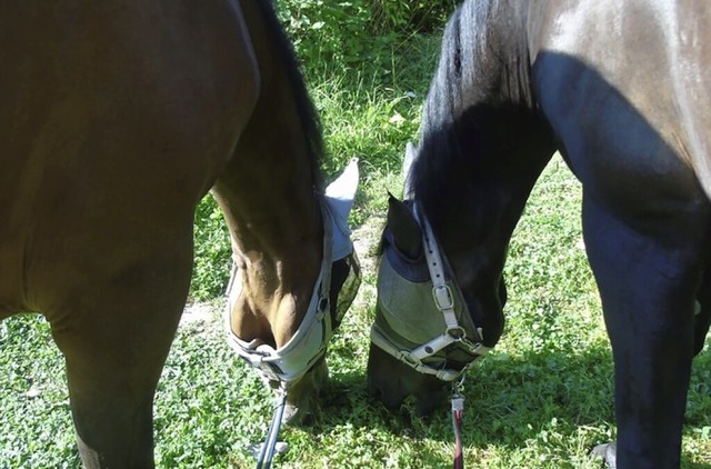 Die Pferde auf der Koppel  | Foto: privat