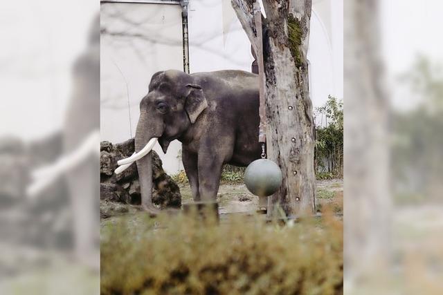 Elefantenfamilie nach 28 Jahren zusammengefhrt