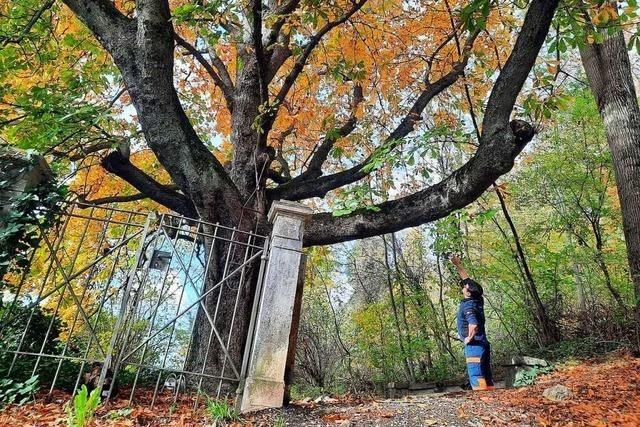 Baum-Giganten werden in Grenzach-Wyhlen seltener