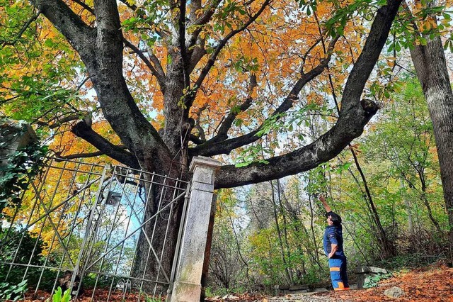 Ein wahres Monument ragt in Form diese...e Eisenstreben, die die Krone sichern.  | Foto: Erika Bader