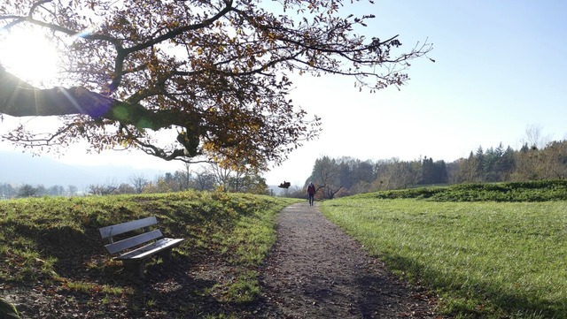 Steinens Wald soll klimafest aufgestel...gnge auch knftig noch Freude machen.  | Foto: Martina David-Wenk