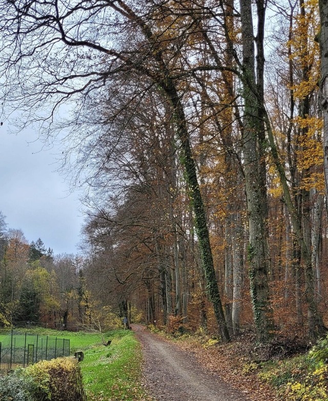 Holzeinschlge im Ersteltal (Bild) an ...der Forst fr Inzlingens Gemeindewald.  | Foto: Heinz und Monika Vollmar