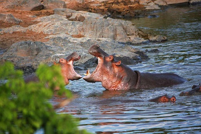 Groe Klappe: Diese beiden Flusspferde...die Savanne von Tansania fotografiert.  | Foto: Klaus Friedrich