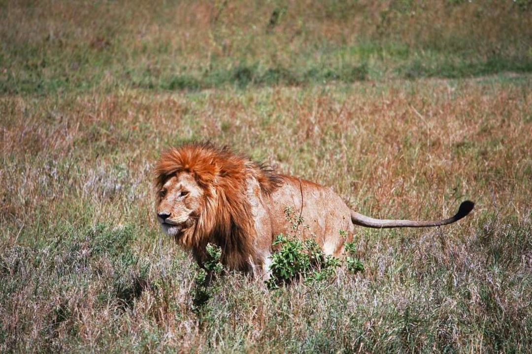 Auch einen Löwen konnten Christa und Klaus Friedrich beobachten.  | Foto: Klaus Friedrich
