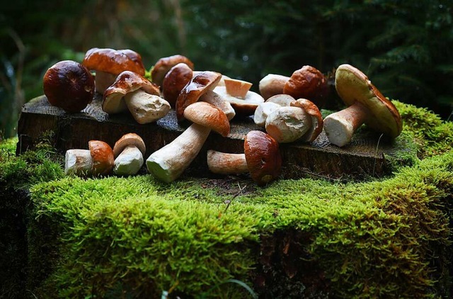 Steinpilze werden gerne gesammelt, doch man sollte vorsichtig sein.  | Foto: Karl-Josef Hildenbrand (dpa)