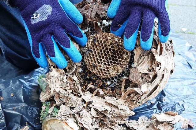 Einblick: So sah das Nest im Innern au...rfolglos. Die sind schon ausgeflogen.   | Foto: Valentin Zumsteg