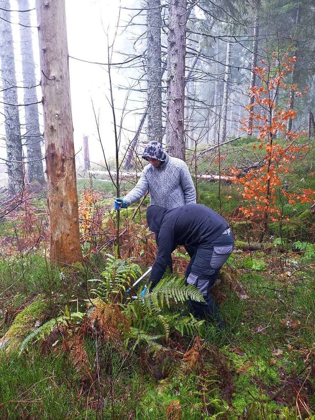 Schler der Gewerbeschule Lrrach pfle...en Lebensraum des bedrohten Auerhuhns.  | Foto: Katrin Wien