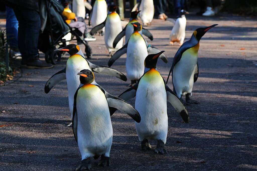 Im Basler Zoo Gehen Die Pinguine Nicht Nur Spazieren, Sondern ...