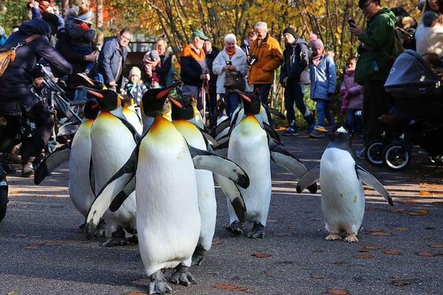 Der Marsch der Pinguine im Basler Zoo  hat viele Fans.  | Foto: Katharina Kubon