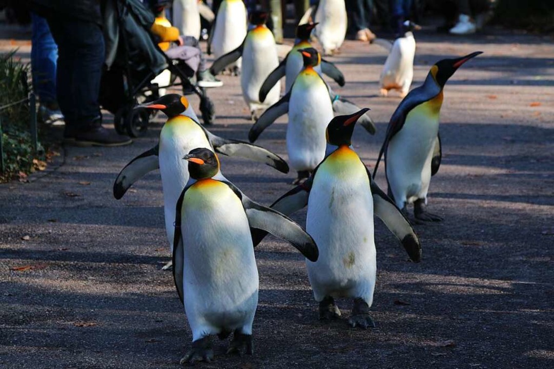 Im Basler Zoo Gehen Die Pinguine Nicht Nur Spazieren, Sondern ...