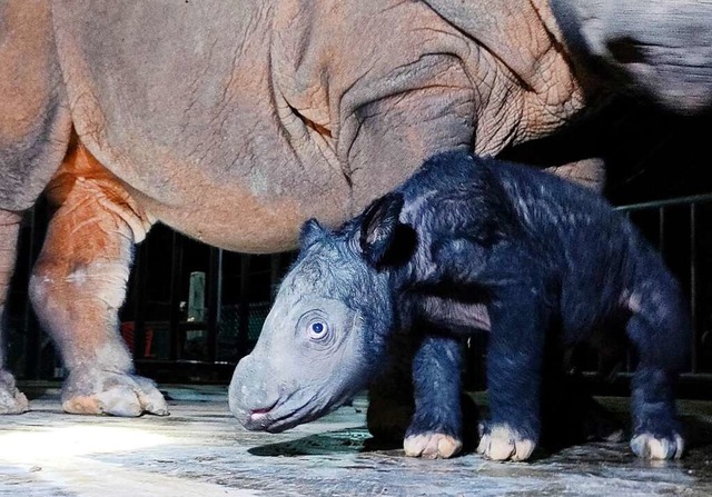 Ein noch namenloses männliches Sumatra...Way Kambas im Osten der Insel Sumatra. | Foto: - (dpa) Ein noch namenloses männliches Sumatra...Way Kambas im Osten der Insel Sumatra. | Foto: - (dpa)