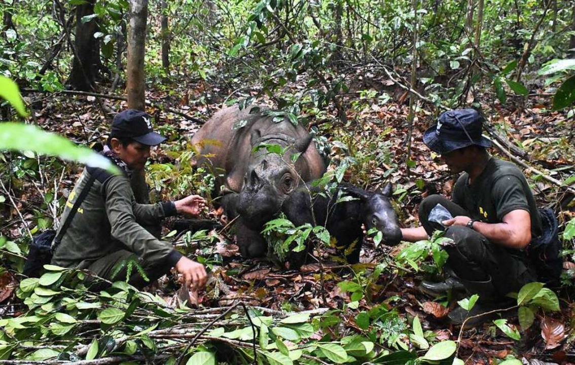 Sumatra-Nashörner (Dicerorhinus sumatr... weltweit existierenden Nashorn-Arten.  | Foto: - (dpa)