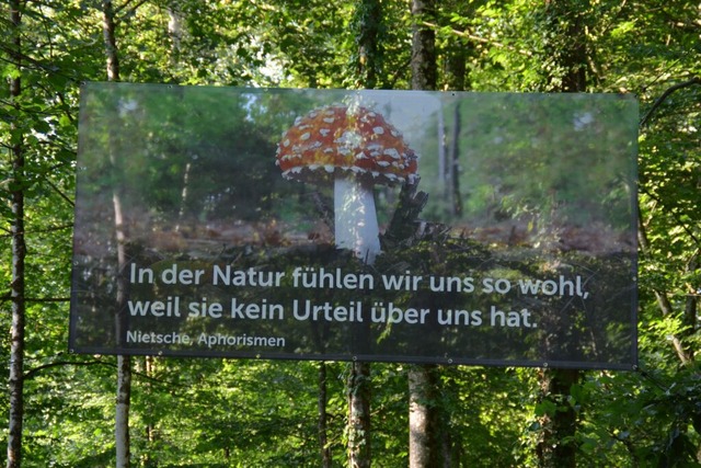 Im Denzlinger Wald sollen philosophisc...e dann richtig geschrieben <ppp></ppp>  | Foto: Bernd Nold