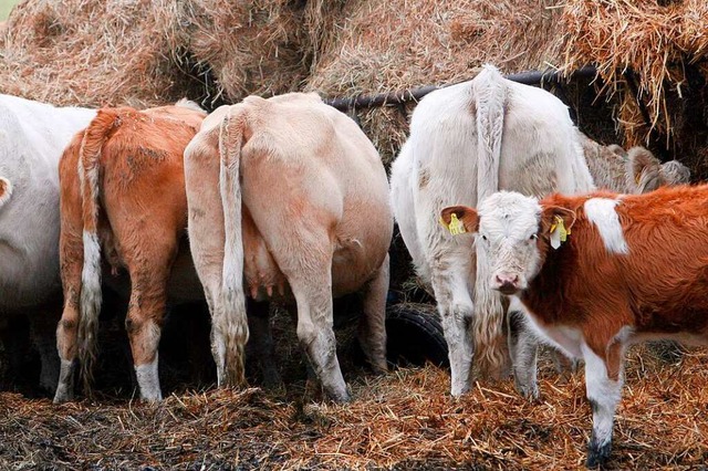 Khe stoen jede Menge Methan aus &#8211; zum Leidwesen der Treibhausgasbilanz.  | Foto: Nestor Bachmann