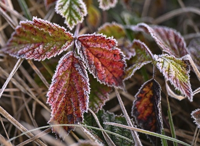 Erstmals in diesem Herbst legte sich am Hochrhein  Frost auf die Bltter.  | Foto: Patrick Pleul (dpa)