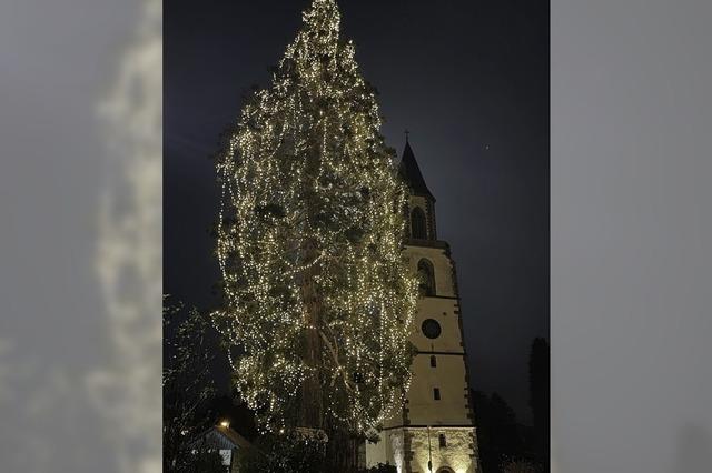 Eichsels Mammutbaum leuchtet wieder