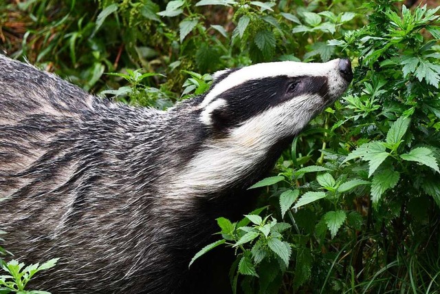 Die Wildtierbeauftragten des Landkreis... tun, sehr selten dagegen mit Luchsen.  | Foto: Ralf Brglin