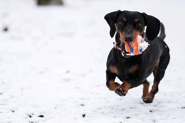Wintereinbruch in Deutschland - Bilder vom ersten Schnee der Saison