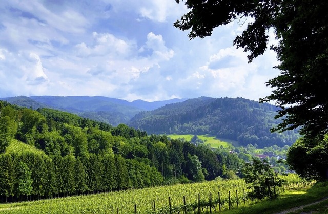 Viel Wald sieht man beim Blick vom Cas...lrechten-Dottingen Richtung Sulzburg.   | Foto: Irene Matzarakis