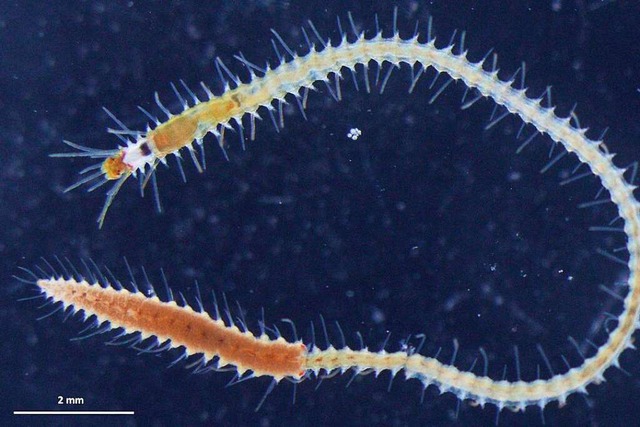 Ein Megasyllis nipponica Wurm mit eine...h entwickelnden weiblichen Hinterteil.  | Foto: Nakamura et al 2023 (dpa)