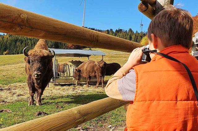 Die Wisente waren ein echter Hingucker fr Gro und Klein.  | Foto: Andr Hnig