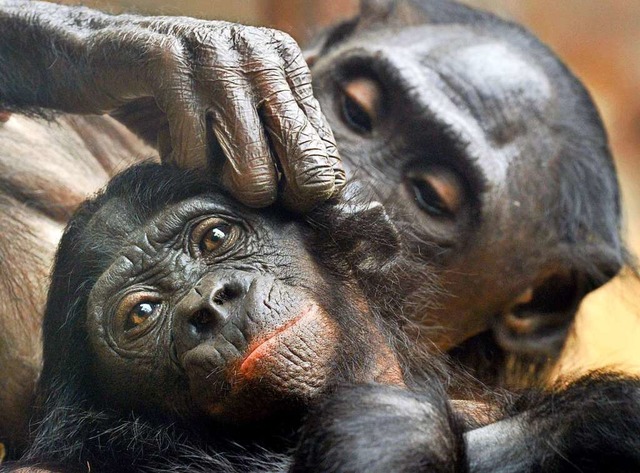 Bonobo-Affen.  | Foto: Boris Roessler