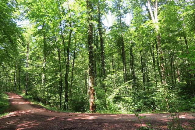 Ein Waldweg auf dem Brombacher Bhl: W...t vor waldtypischen Gefahren schtzen.  | Foto: Peter Gerigk