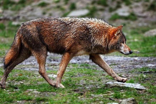 Wolf nach Riss bei Forbach auf Bewährung – Abschuss könnte möglich werden