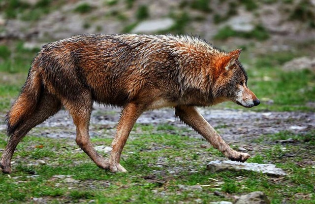 Ein Wolf in einem Wildpark in Bad Mergentheim (Symbolbild)  | Foto: Karl-Josef Hildenbrand (dpa)