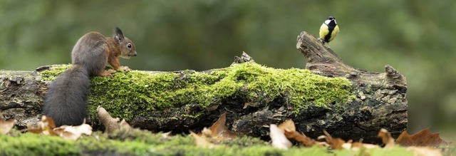 Sich selbst berlassen  wird die Natur... Waldflchen im Bernauer Gemeindewald.  | Foto: Leoniek van der Vliet