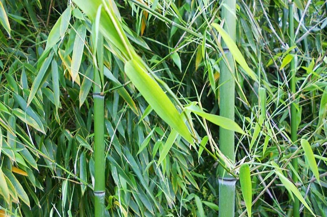 Bambus erschwert die Arbeit im Ebringer Wald.  | Foto: Victoria Langelott