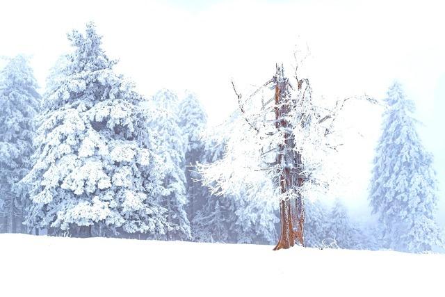 Foto des Tages
