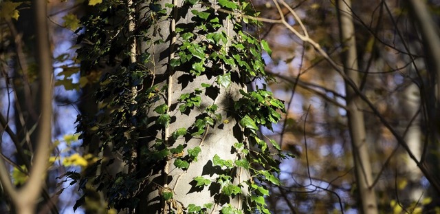 Der Wald in der Gemeinde Schuttertal soll 2024 Gewinn abwerfen.  | Foto: Rolf Vennenbernd (dpa)