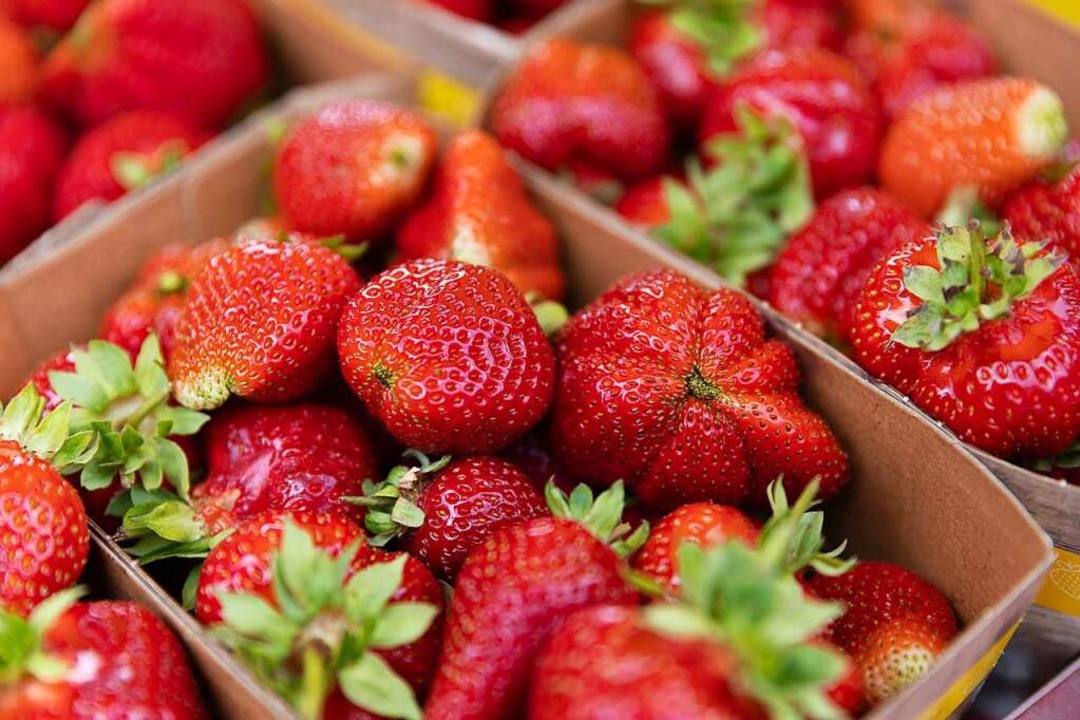 In Andalusien werden viele Erdbeeren a...&#8211; zu viele für den Nationalpark.  | Foto: Friso Gentsch (dpa)