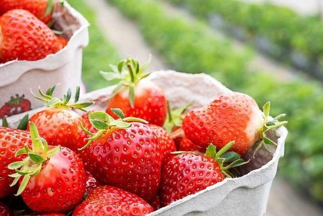 Warum kommen viele Erdbeeren aus Spanien?