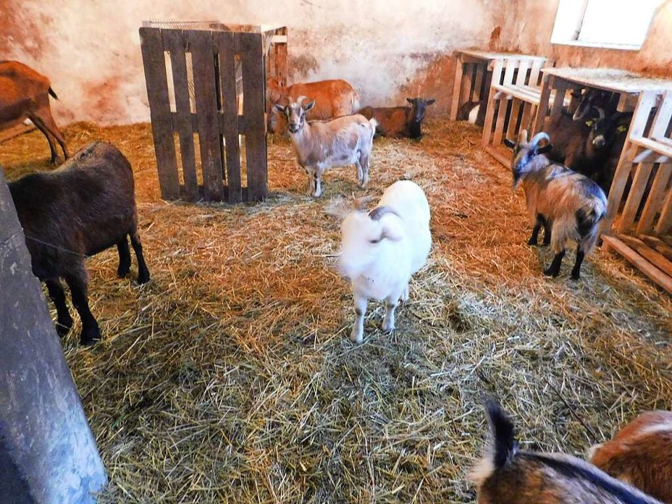 Die Ziegen haben in Vögisheim einen neuen Stall gefunden.  | Foto: Andrea Drescher