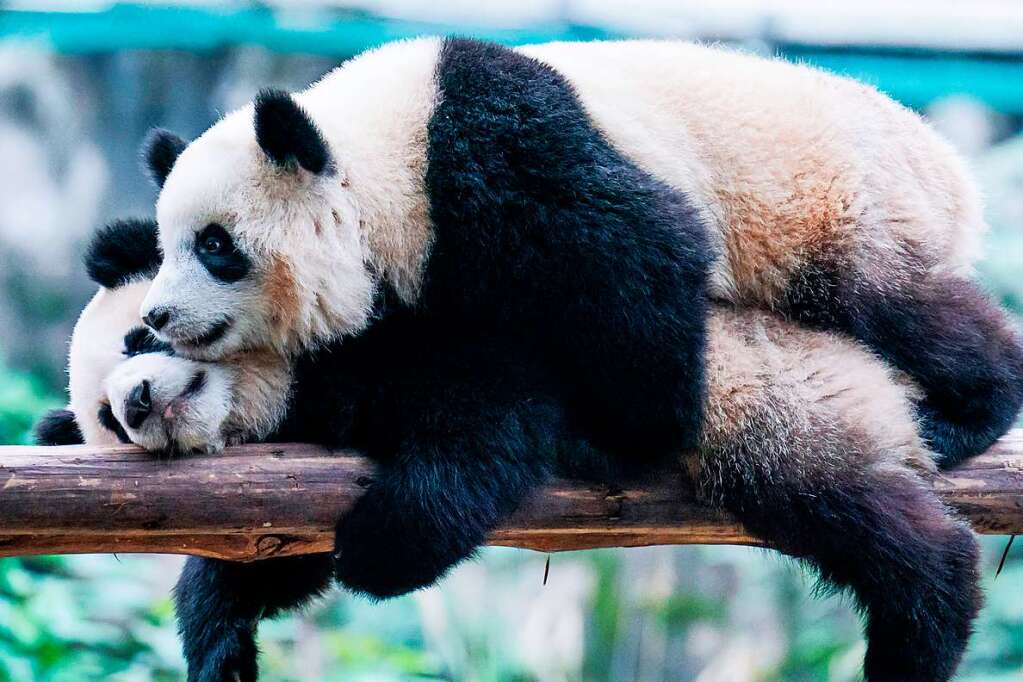 In Großbritannien Gibt Es Keine Pandas Mehr - Panorama - Badische Zeitung